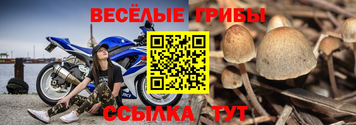 Галлюциногенные грибы GOLDEN TEACHER Гатчина
